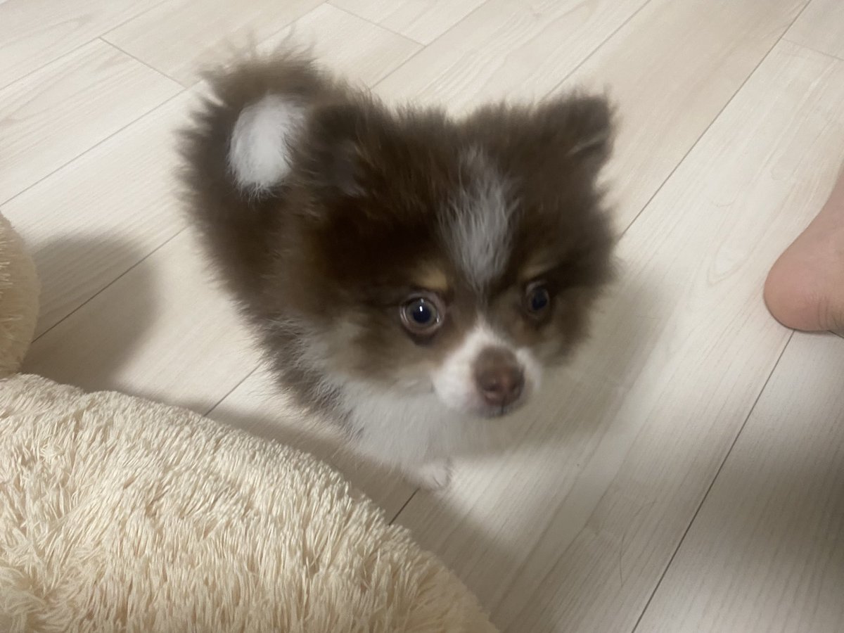 Rimu0407's tweet photo. ガメラ可愛すぎて潰したくなる https://t.co/sRbOOSsqC6