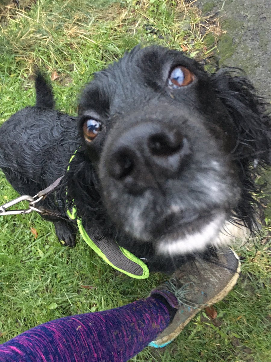 Newburn20's tweet photo. Thanks @HelloMudDaddy you make my life so much easier after a wet muddy run with George 🐕‍🦺💦😊 https://t.co/KB0tTTN4s7