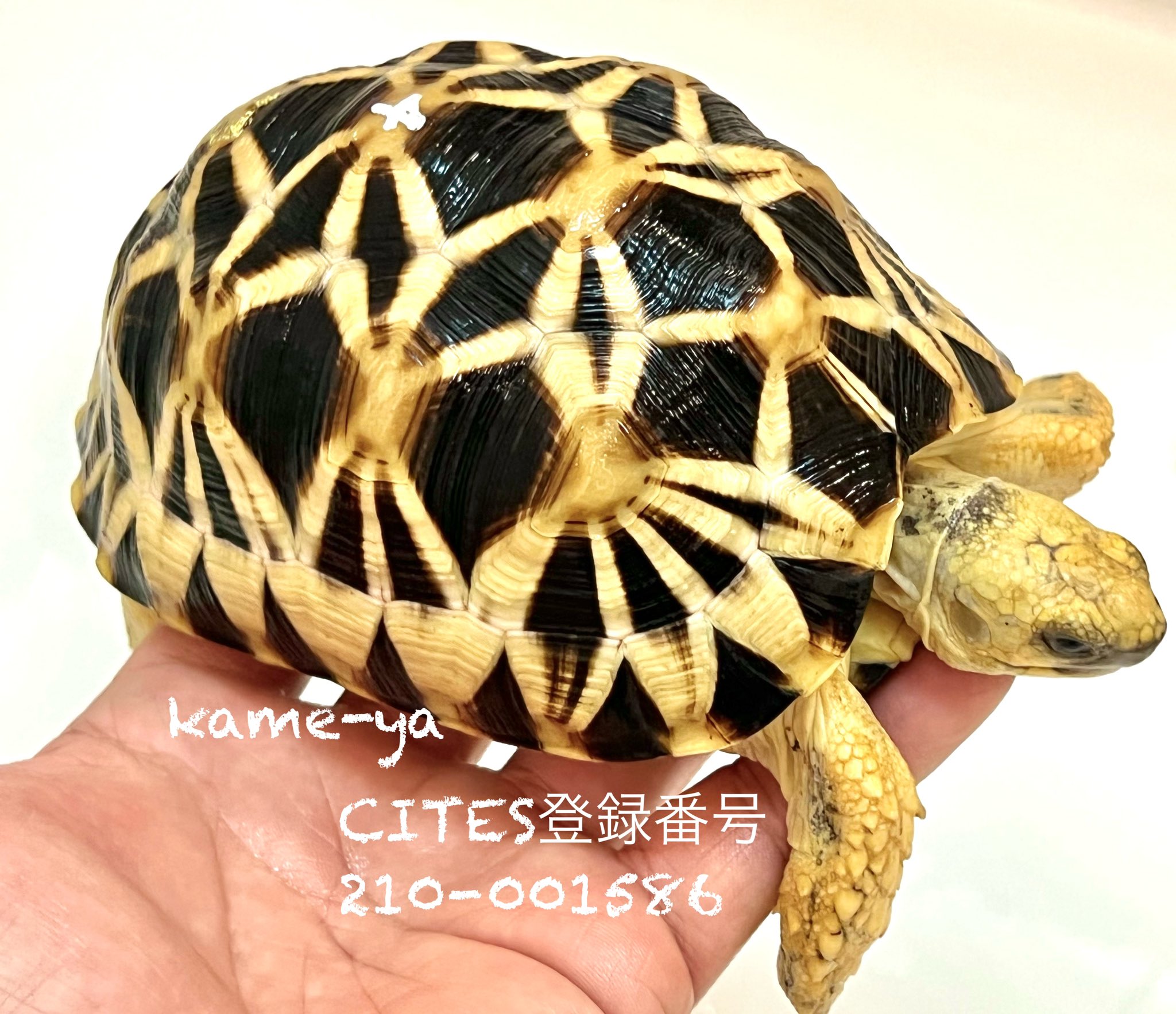 Kame Yaナオ 本日引渡しのビルマホシガメです お気に入り個体でしたが販売します T Co Pbu281w0zs Twitter