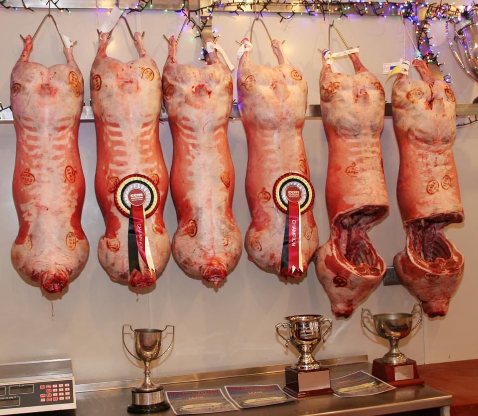 Beltex Sheep Society tweet media