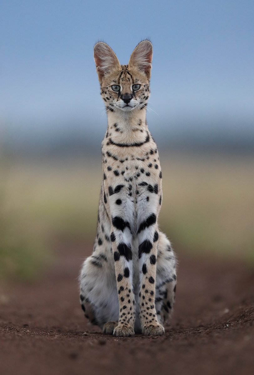 MZoghzoghi's tweet photo. I vividly remember a few unforgettable wildlife moments. This encounter with a serval was definitely one of them. It was last week toward the end of my trip to the Mara. As we were making our way back to camp one evening, I decided to stop and stretch my legs #wildlifephotography https://t.co/mWyhZHz3DA