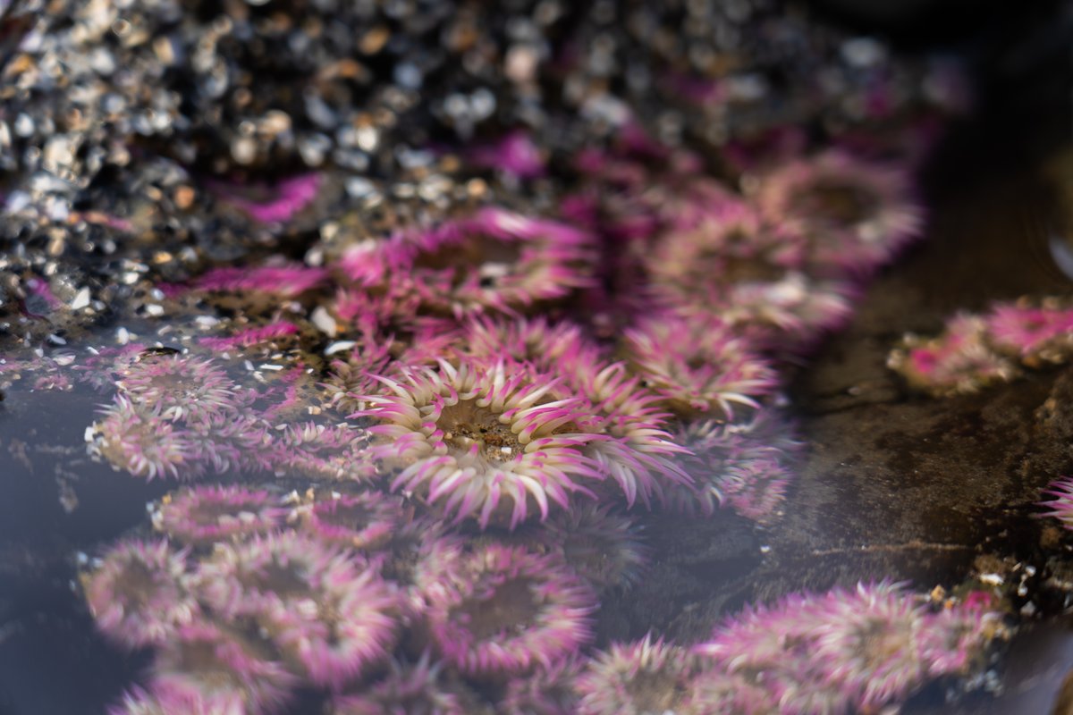 CBHallmark's tweet photo. Don't forget to check out the tide pools at the base of Haystack Rock! They are teeming with life and you never know what you might find. 🦀  (Check for low tide first!) https://t.co/M8z2ezvPhH