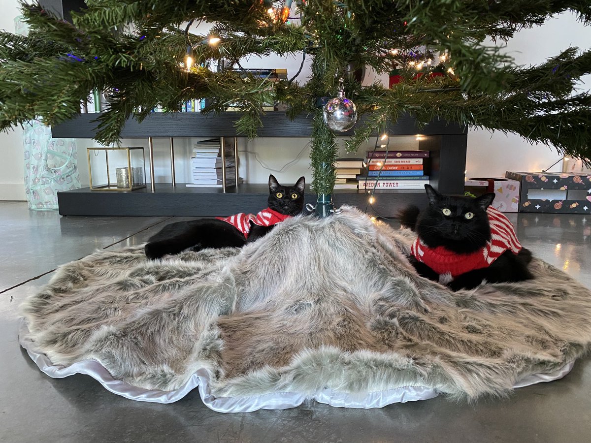 nadyabliss's tweet photo. #MerryCaturday
#CatsInSweaters
🐈⬛🎄🐈⬛ https://t.co/4mXJTfZrWS
