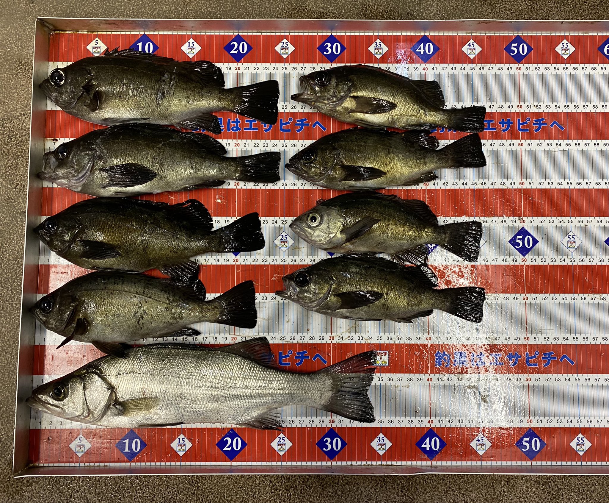 わさび 淡路島で釣りしてました メバルとセイゴが釣れました 夜の11から12時の間だけ釣れました サバはずっと釣れてました T Co 11rsi5ycse Twitter