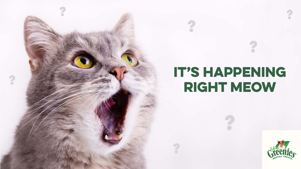 We're feline excited about #NationalCatLoversMonth

It's the purr-fect time for you to reply with what you love about your furry cat-panion. (When enough of you reply, we'll paws all the puns — we're not kitten around here.)