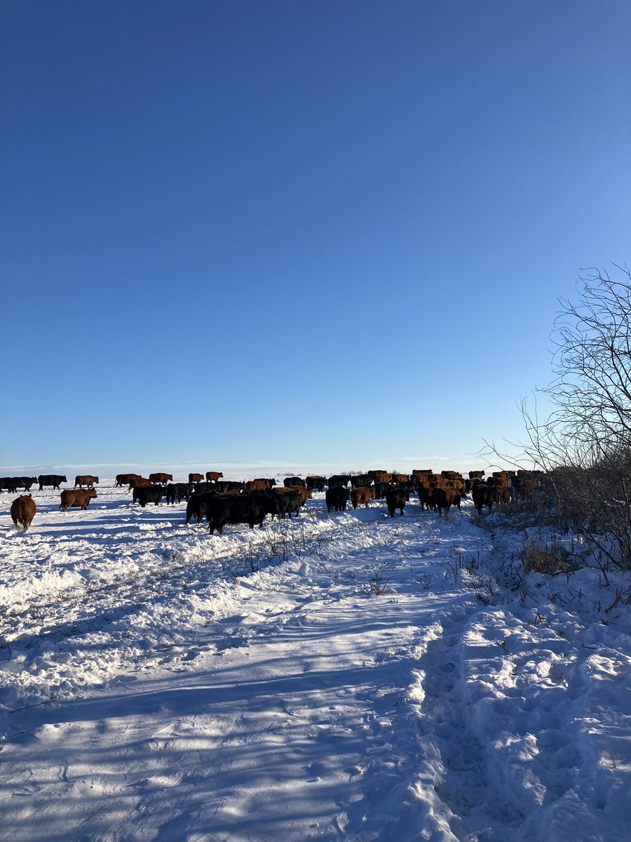 4FAngusBoy's tweet photo. The snow is deep and the weather is getting cold but the cows are still #findingfiber https://t.co/Gk5PvHcevl