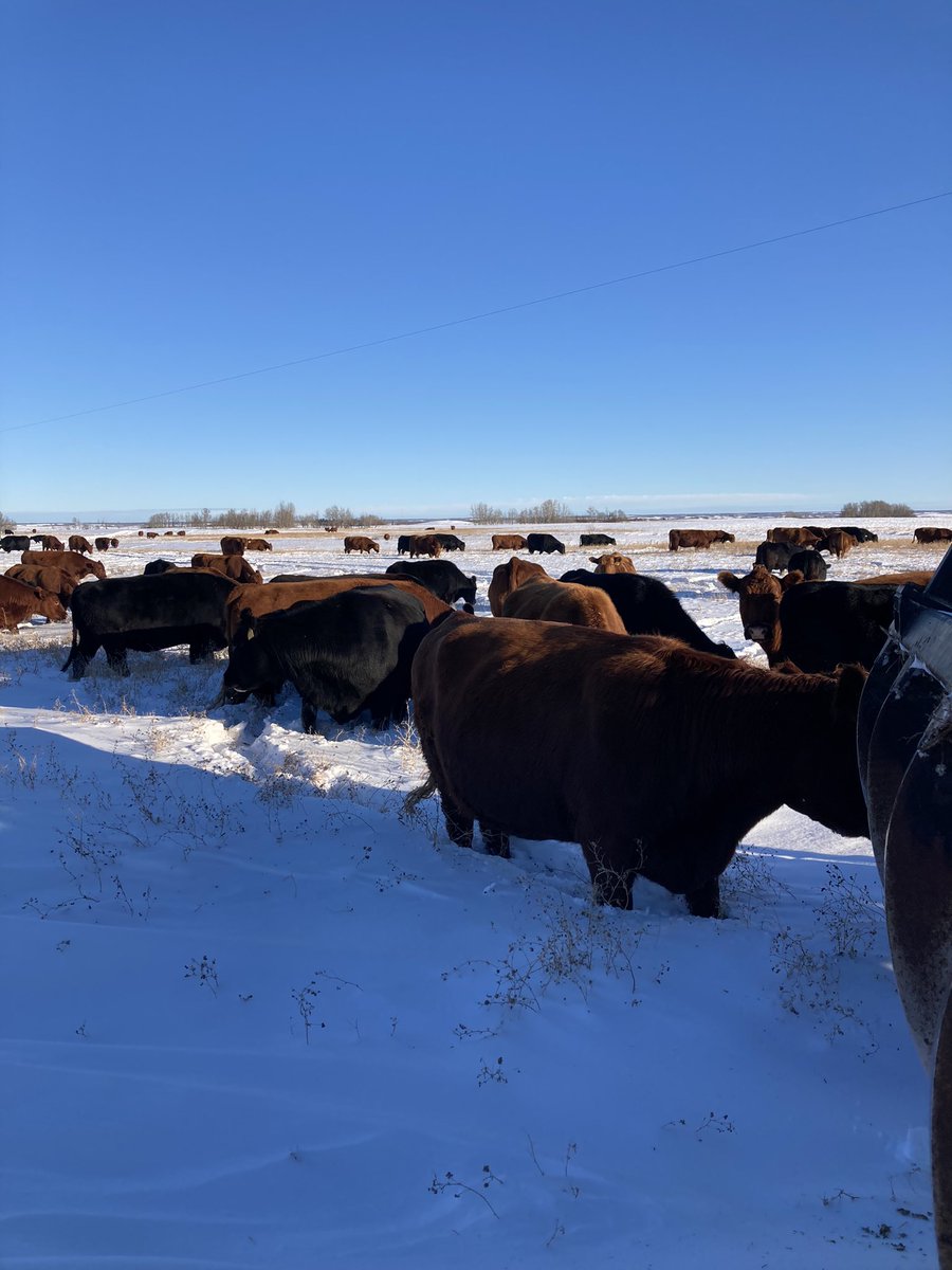 4FAngusBoy's tweet photo. The snow is deep and the weather is getting cold but the cows are still #findingfiber https://t.co/Gk5PvHcevl