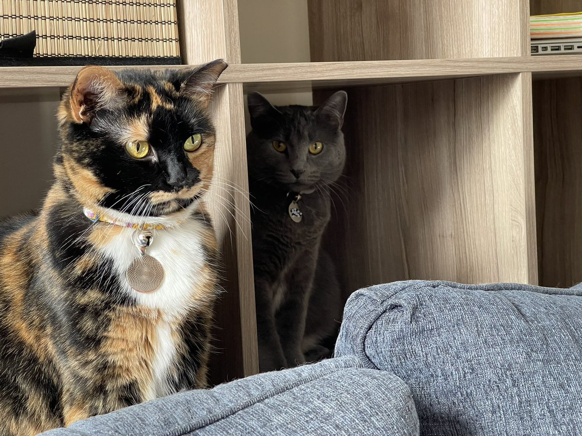 givchikennao's tweet image. sistor photobomb