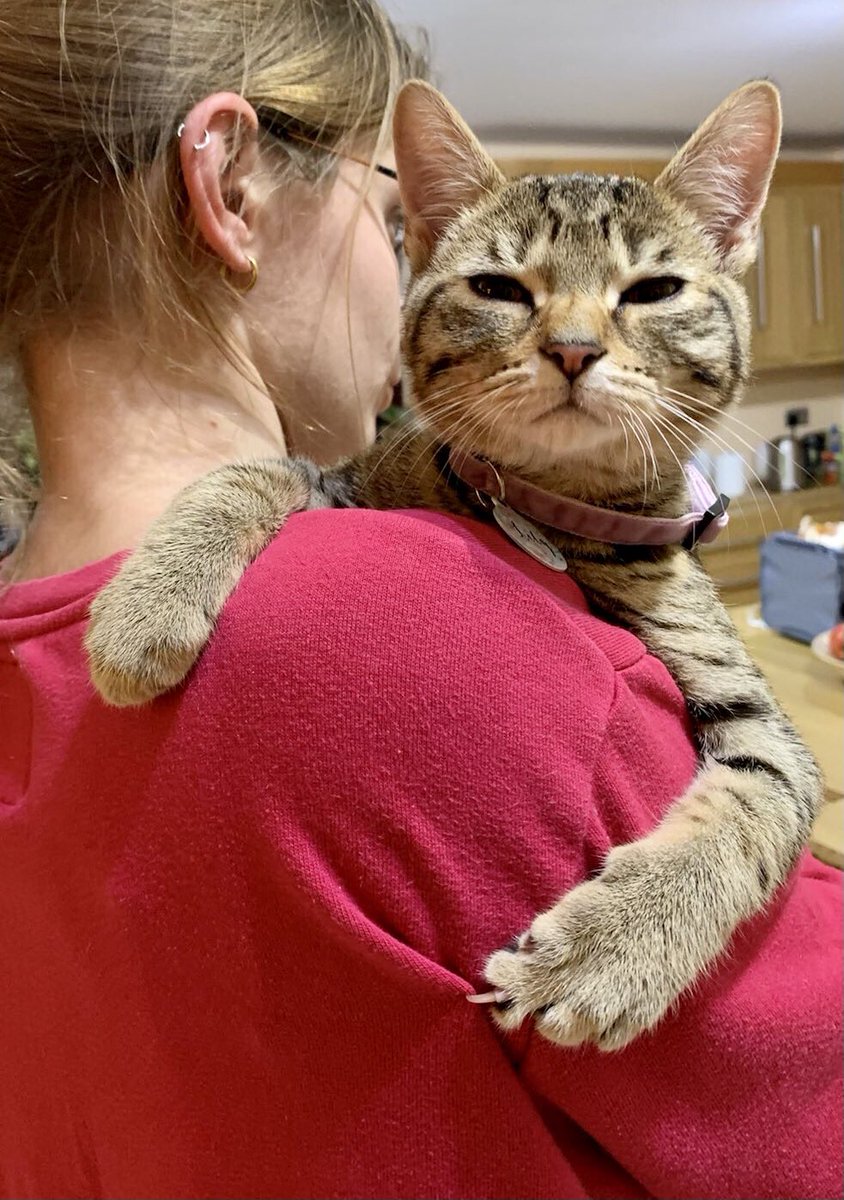 she my mama back off #CatsOfTwitter #CatsOnTwitter #kittenmama