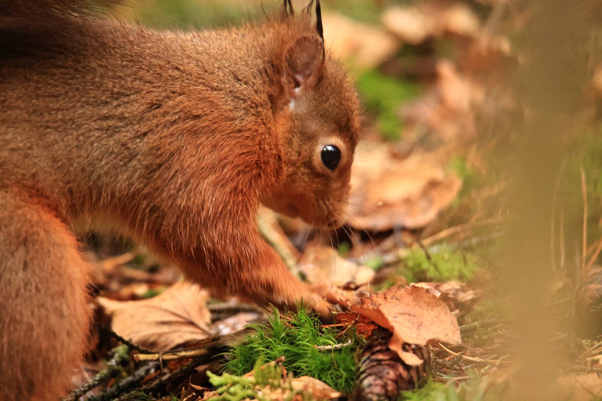 terrybnd's tweet photo. It’s been a chilly and wet day in #cumbria Lots of clag on the fells too. So I popped out volunteering and checking in on Rusty &amp; Co 🐿 The wee reds are fine and dandy. Hungry like but all is well. Lots of birds about seeking scraps from the reds scoffing #nature #conservation https://t.co/yFA6GOvmnK