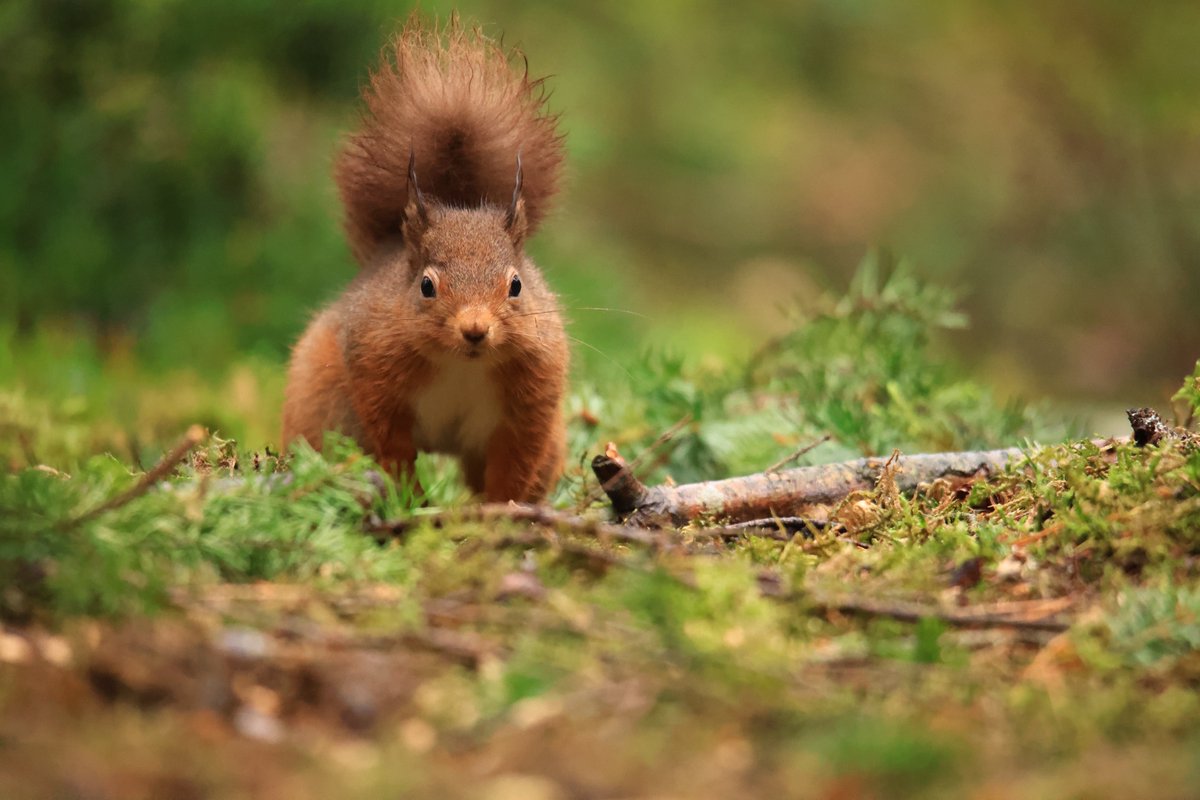 terrybnd's tweet photo. It’s been a chilly and wet day in #cumbria Lots of clag on the fells too. So I popped out volunteering and checking in on Rusty &amp; Co 🐿 The wee reds are fine and dandy. Hungry like but all is well. Lots of birds about seeking scraps from the reds scoffing #nature #conservation https://t.co/yFA6GOvmnK