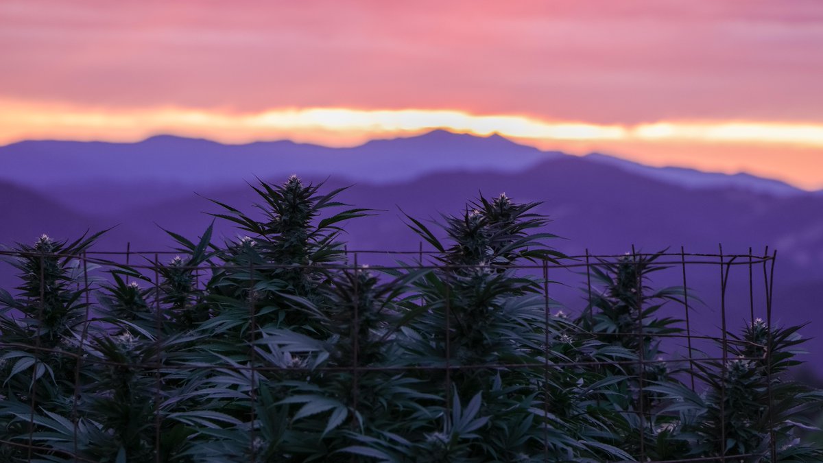 BERNERS MERCED (BernersInMerced) Twitter