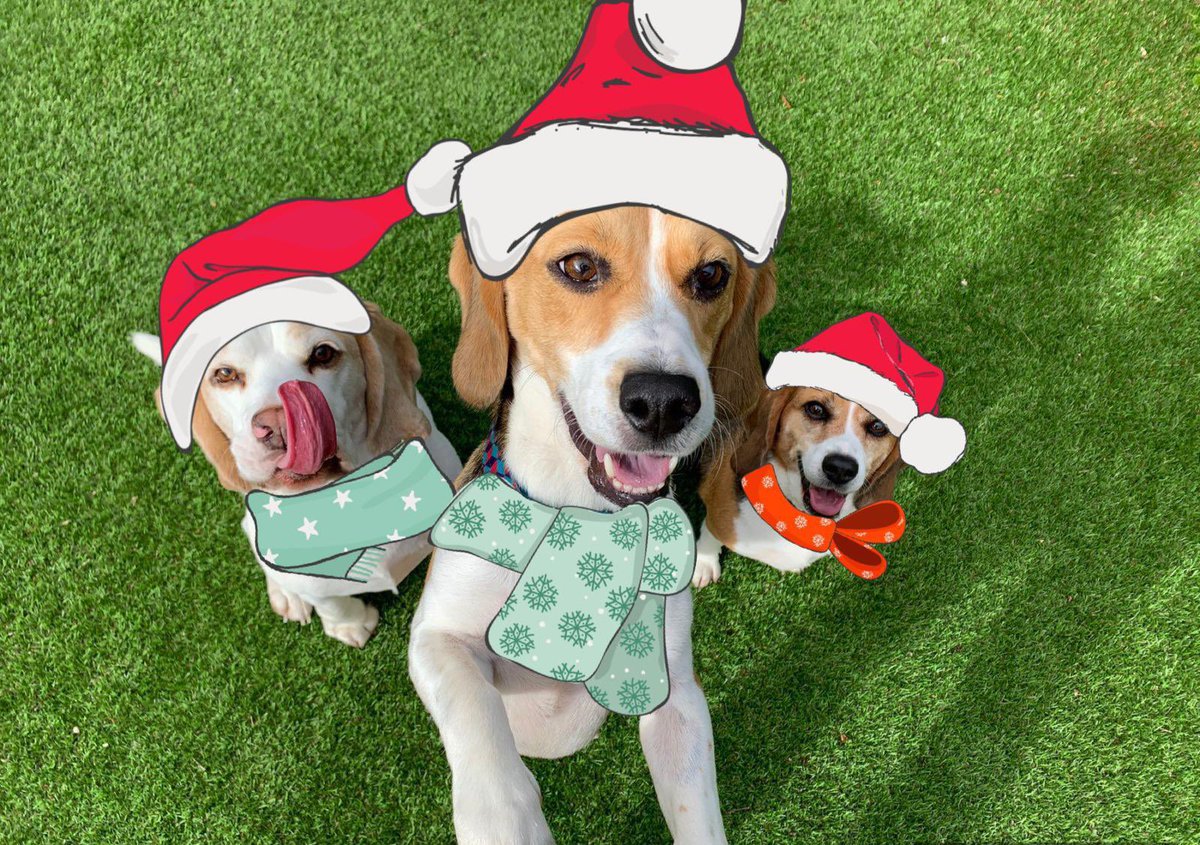 Kazz1010's tweet photo. @AbbyTheBeagles https://t.co/tzWdzChNDR