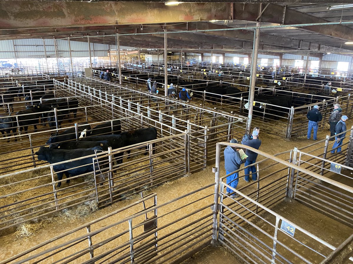 MOLivestock's tweet photo. Almost sale time for the Northeast Missouri Show-Me-Select bred heifer sale at F&amp;T Livestock Market. Big crowd. Lots of interest. #2xAg2030 #ExtendMU https://t.co/YM41wLTz1H