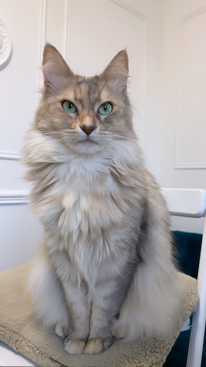 Hop, une photo de ma Schnoobé dans votre tl