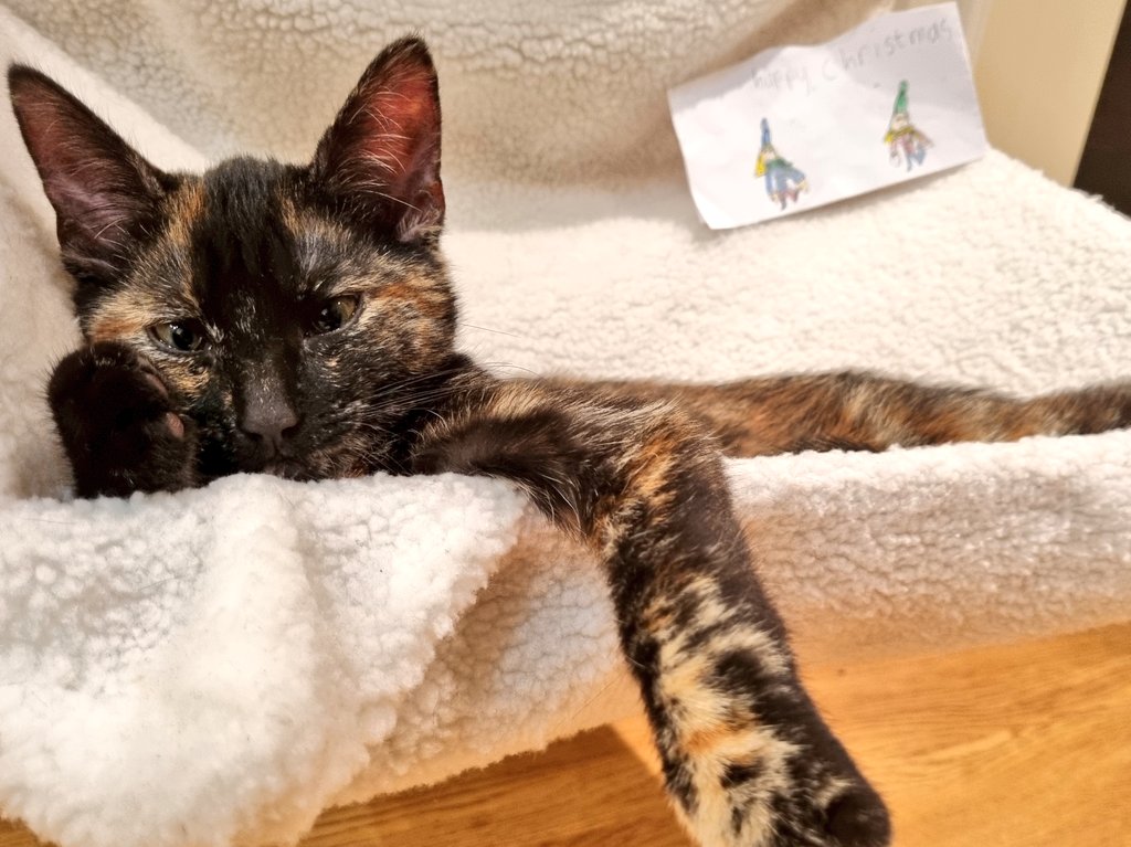 Simply having a wonderful Christmas time.