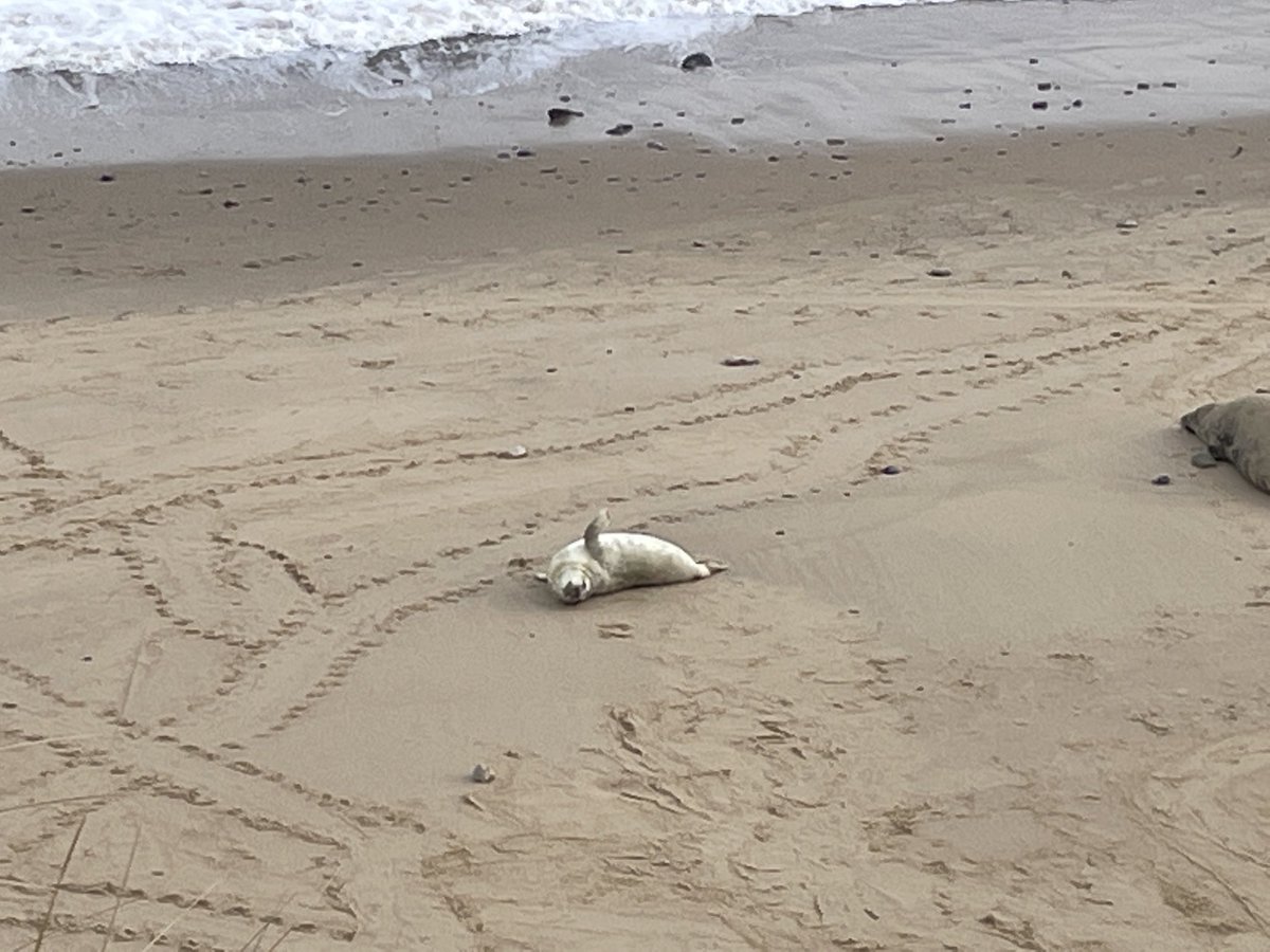 Trickydikki's tweet photo. Grey seals at Horsey, Norfolk today. https://t.co/2DrbSK6DVR