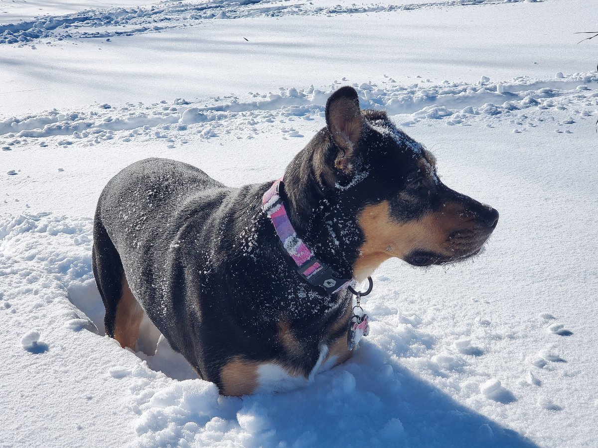 RT @Liz_Nemmers: Ellie having a blast playing in over a foot of snow. #Minnesota #PriorLake #mnwx https://t.co/vBnQhjwlYa