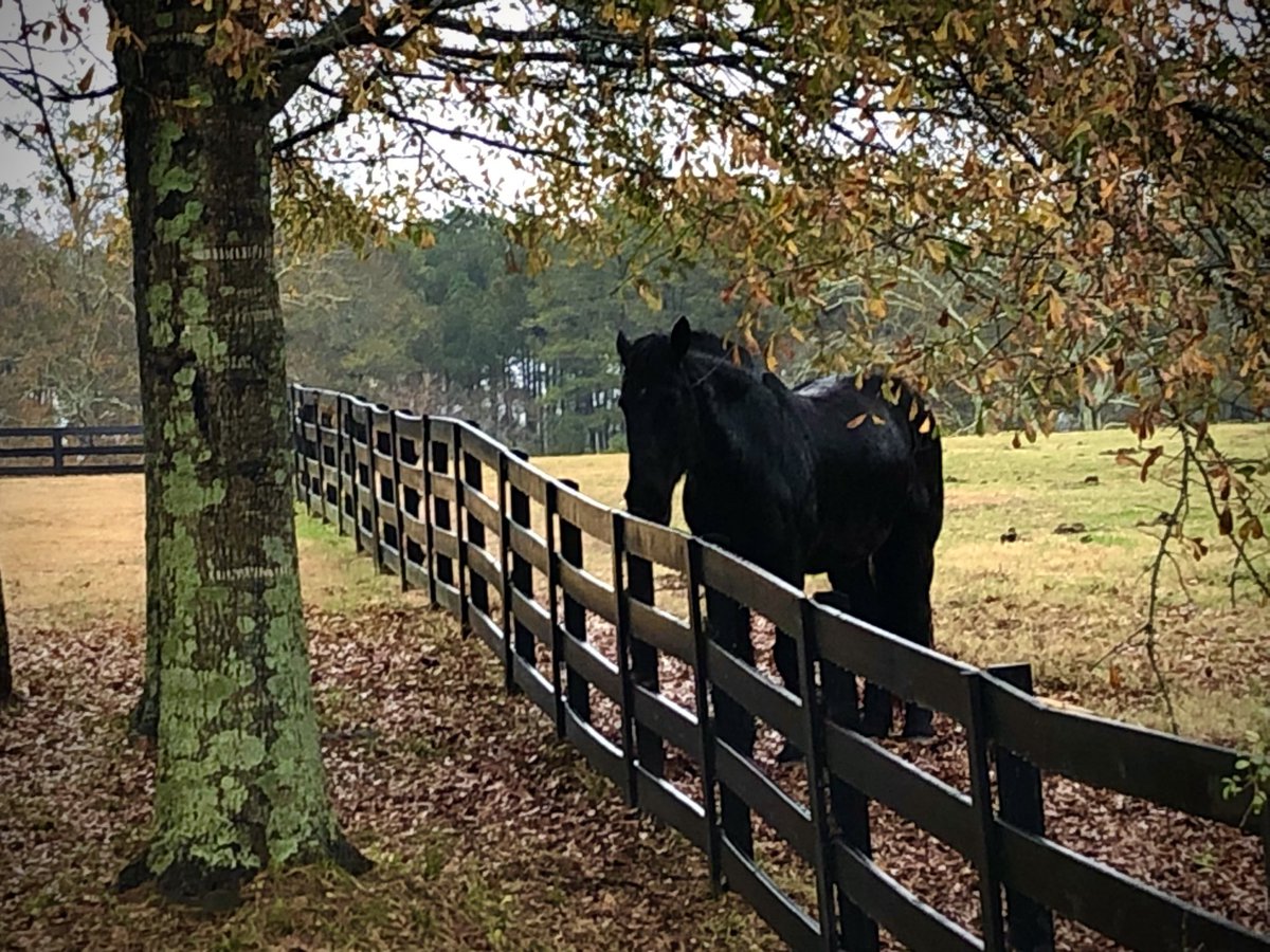 Felipe Barral tweet media