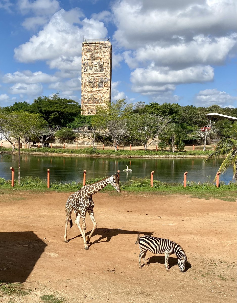 PuebleandoYuc's tweet photo. Ha regresado la Jirafa 🦒 a el Animaya 😮 es una belleza. https://t.co/hTVSsjZyT8