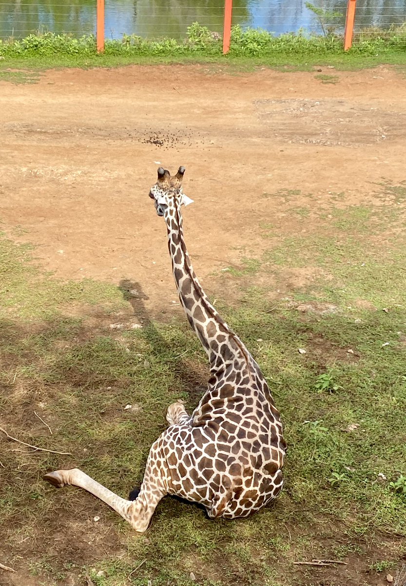 PuebleandoYuc's tweet photo. Ha regresado la Jirafa 🦒 a el Animaya 😮 es una belleza. https://t.co/hTVSsjZyT8