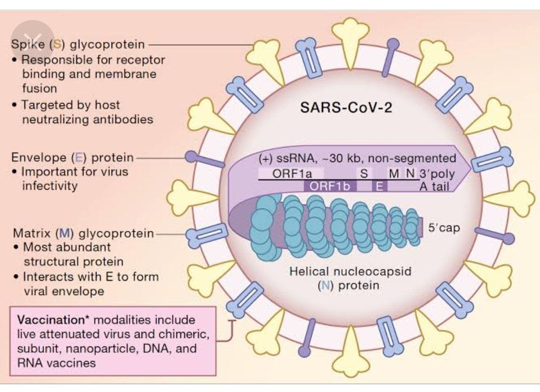 Рнк cov 2. SARS coronavirus 2 РНК. Жизненный цикл SARS-cov-2. Структура генома коронавируса. Строение вируса SARS-cov-2.