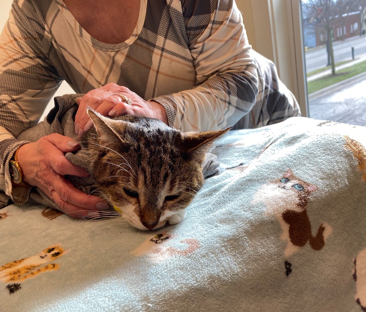 shoeCyn's tweet photo. Gods speed, Gerald the cat. My daughters cat has been so sick with cancer.  He recently got worse and she is sick and quarantined with being Covid positive. So, we took him to the vet and we gave him back to God, today. 💔😢@Huckhound14 https://t.co/Q70hudjGT4