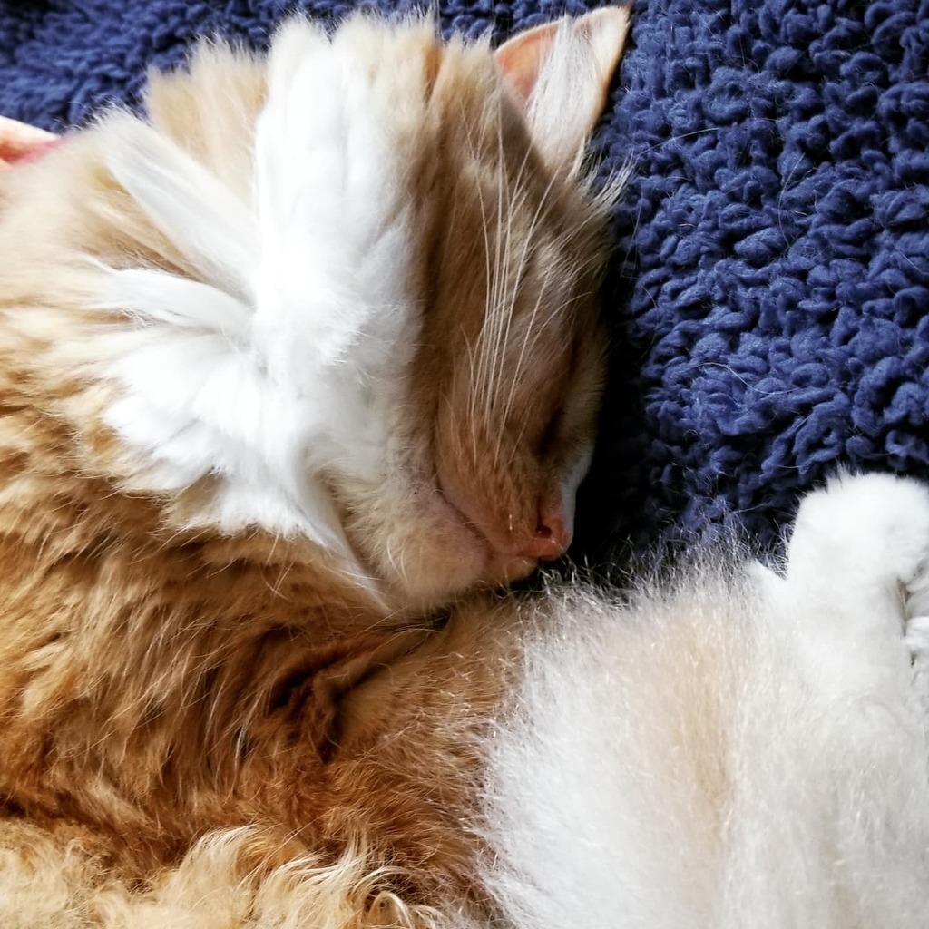 ThomasWaffles's tweet photo. Been a hard week I guess.
#fluffcat #wafflecat #lazycat #orangecat #catsofinstagram #caturday https://t.co/a4WOYYNjd1 https://t.co/SJ63IsMsFj