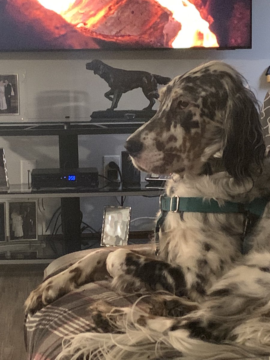 wendycort's tweet photo. @KirkHerbstreit Archie is a Buckeye… and a Ryman Setter too!! https://t.co/TRBtXUNbMD