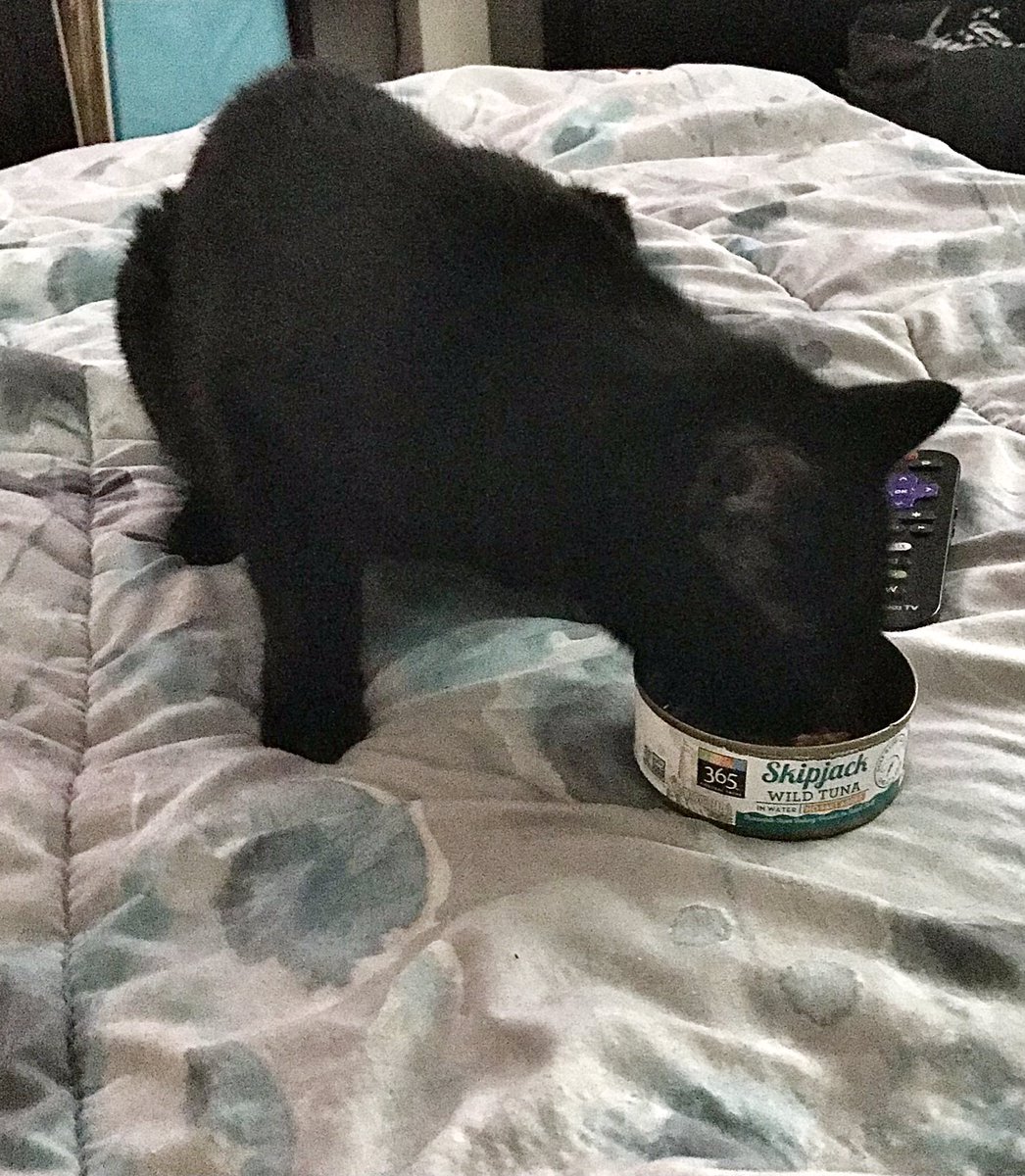 ButtonsCodes's tweet photo. Sometimes on a Saturday I just stay in bed and order takeout. Makes for a purrrrfect break from coding #developer #cat #blackcat #programming https://t.co/8UIrSd0qmQ