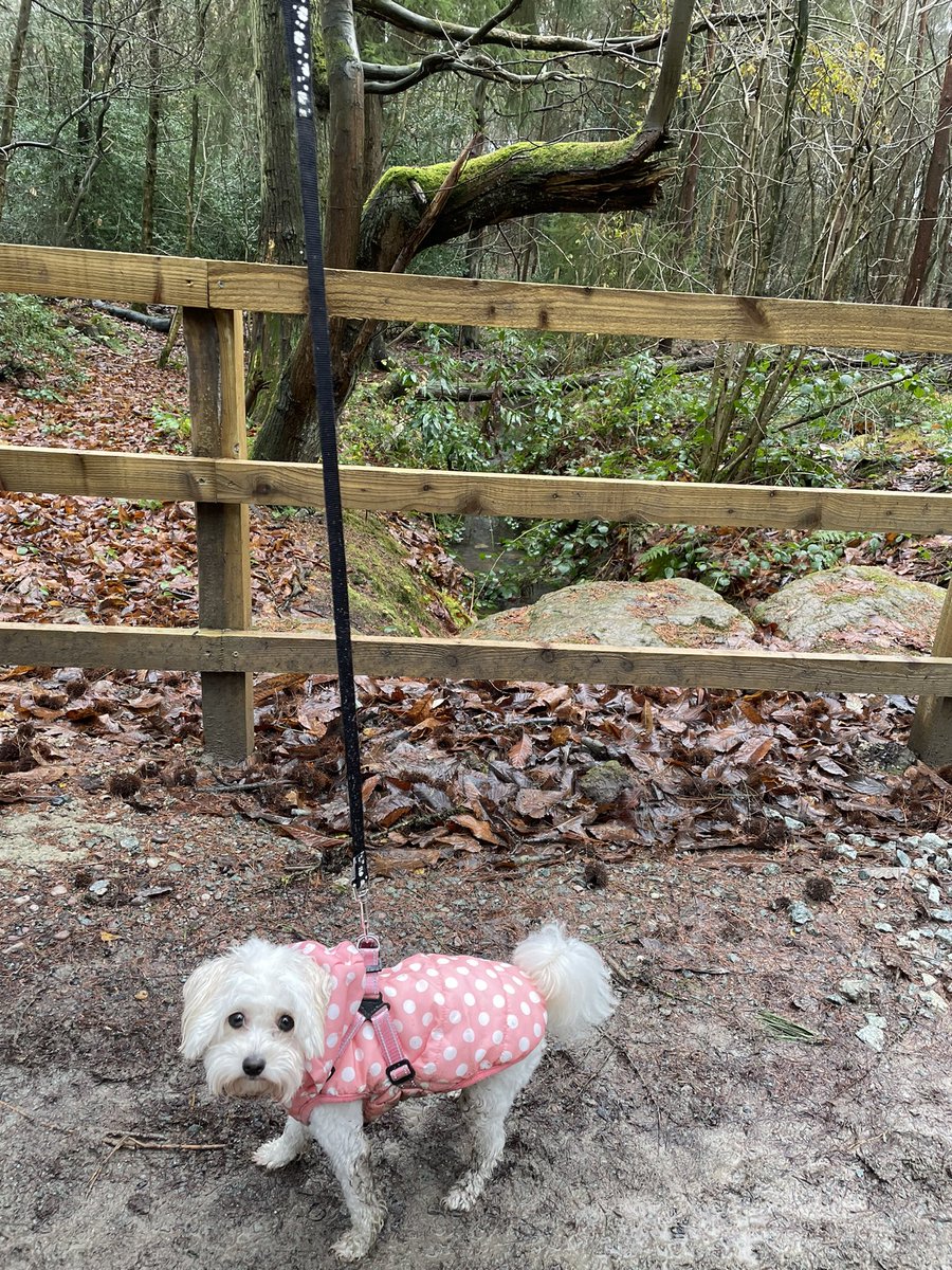 Jolene Angel and Dobby! tweet media