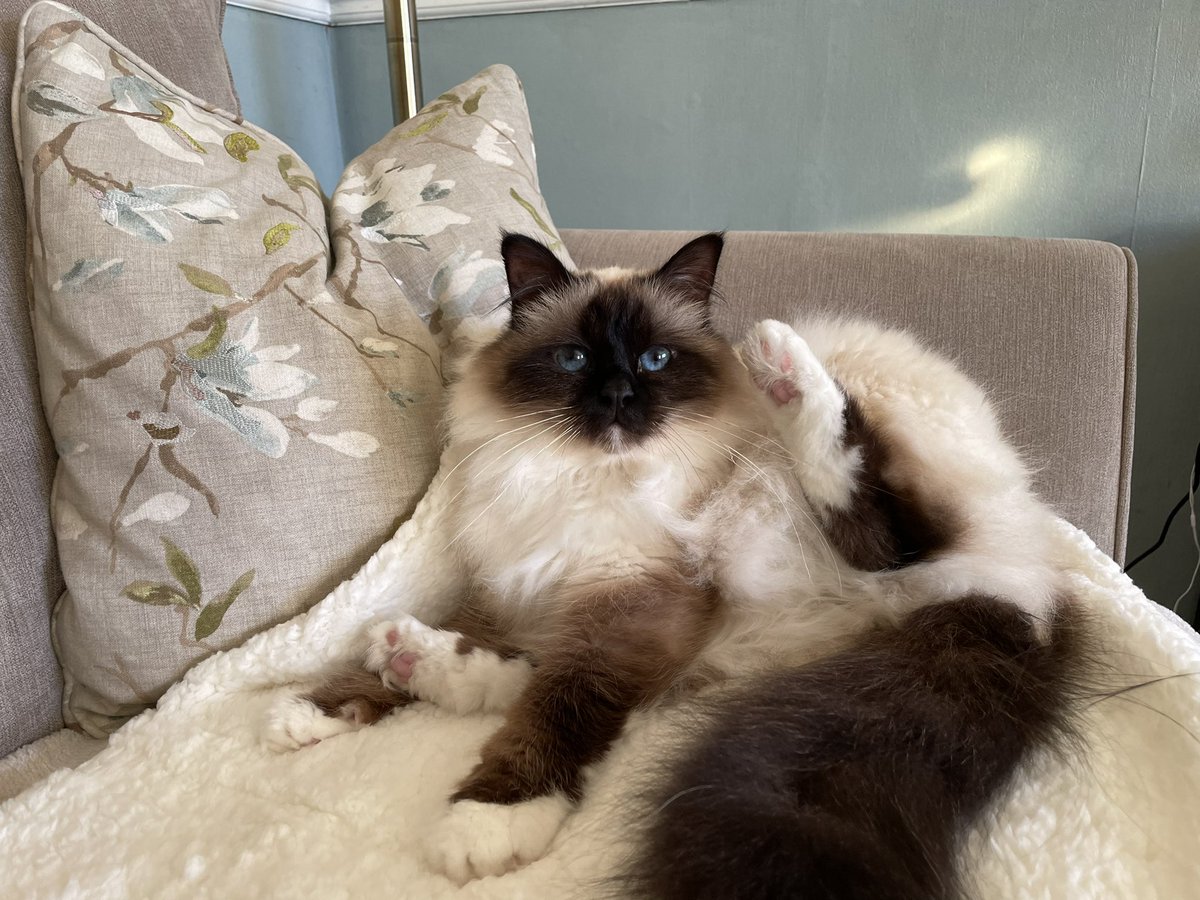 Jolene Angel and Dobby! tweet media