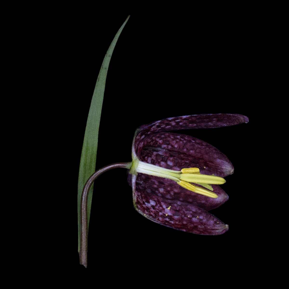 #Fritillaria meleagris dissection, #Liliaceae, Snake's head #fritillary
<a href="/TheBotanics/">Royal Botanic Garden Edinburgh</a>

 #macrophotography 
<a href="/RBGE_Science/">@RBGE_Science</a>

 #RBGEhort