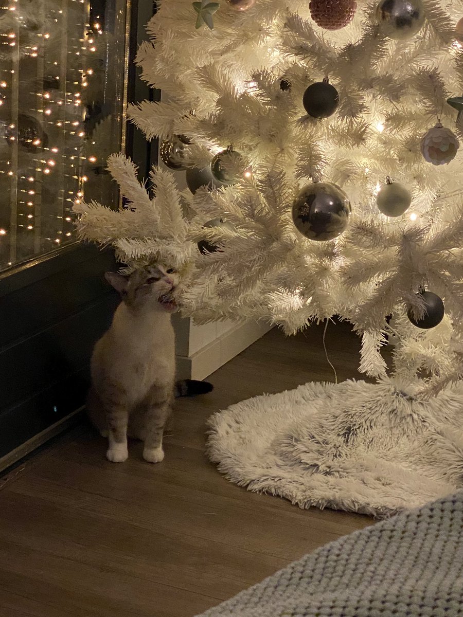 RoosNeeleman's tweet photo. De tijd voor kerst en de hele dag 'hey psst niet doen' roepen is weer aangebroken! 🎄😻 https://t.co/kINkPQKQZv