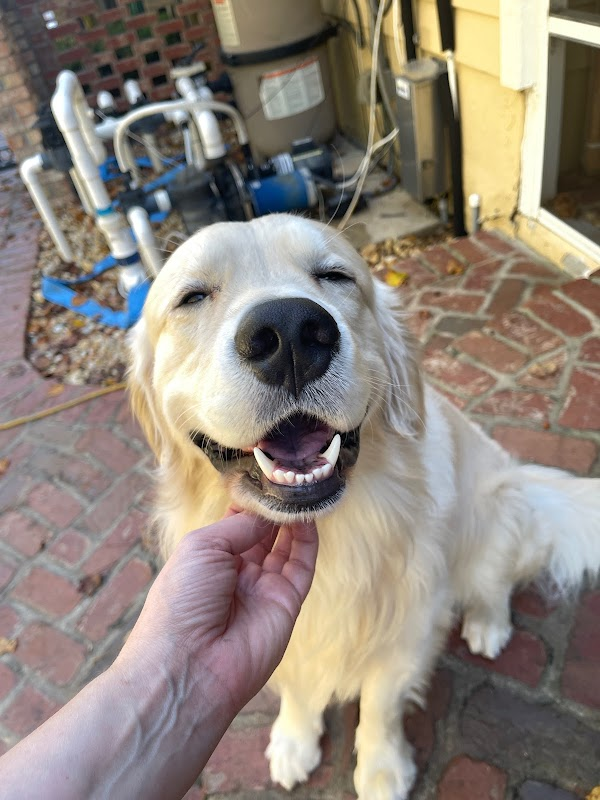 As 2021 comes to an end, my fiancé <a href="/flwrpwrrr/">flwr pwr 🌼</a> and I were reflecting on the two best things that have happened to us this year: the emergence of Web3 and our new best friend Phil. 

So, we wanted to share our best friend with everybody while helping out a good cause!