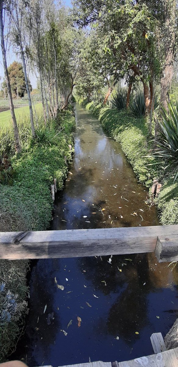mirandita_mip's tweet photo. Wonderful!!!🤩🤩🤩
A 34 años de que #Xochimilco fuera declarado Patrimonio Mundial, por sus chinampas y esa forma que adoptaron nuestros antepasados xochimilcas, para lograr subsistir con los mismos elementos que la naturaleza les otorgó. https://t.co/5T8FjeRvCB