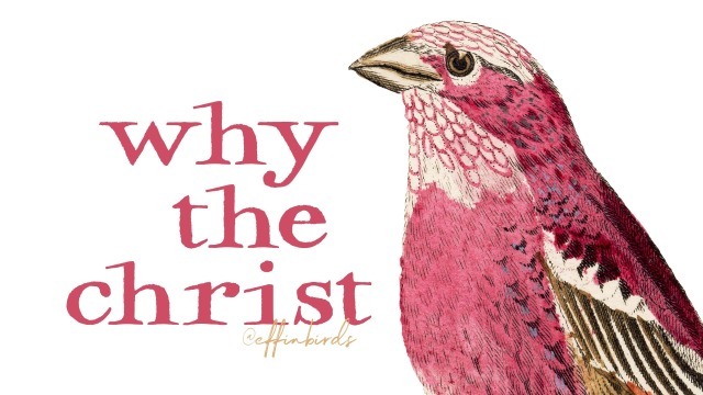 Effin' Birds tweet media