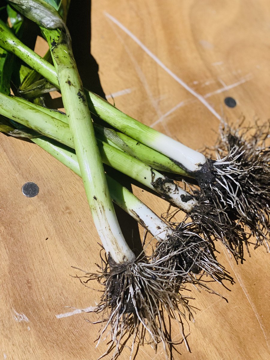 Soooooooooo have to say #sweetjesus one of the finest steaks I’ve EVER eaten !! <a href="/AldiUK/">Aldi Stores UK</a> #wagyu #steak worth every penny Homegrown leeks frazzled bacon <a href="/britblackgarlic/">Black Garlic</a> <a href="/KICKASSCHEESE/">KICKASS CHEESE</a> potato #nuthouse