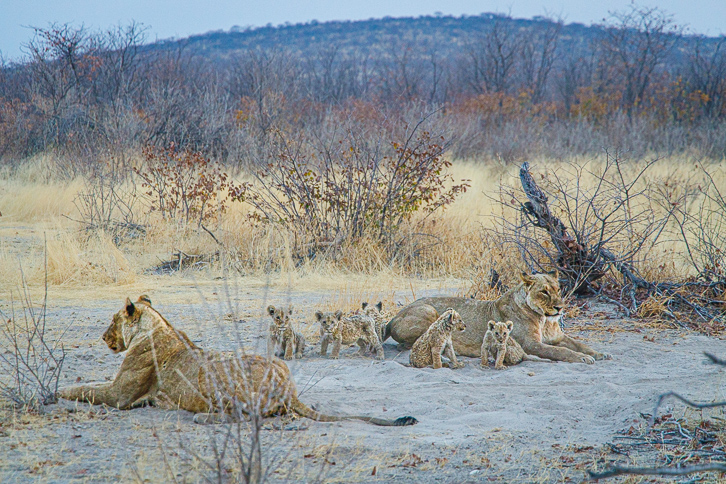 reisememo's tweet photo. Yeaah! Heute haben wir unseren 600. Blogartikel publiziert! 😊Geniess die putzigen Löwenbabies des Ongava Wildtierreservats. Aber Vorsicht vor den fiesen Elefanten! ➡️ https://t.co/ILe8yUzt0D https://t.co/HahKiASIzv