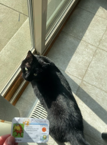 ZidekSamuel's tweet photo. Cats like this are K-strategists as they have fewer amounts of offspring and are much more attentive and caring towards them. These types of species have a lower population growth but most offspring are able to survive and adapt easily. #apesecology @franklinlorax https://t.co/qOJMtBkTb3