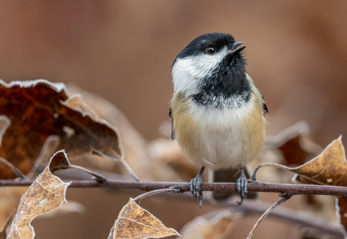 JocAPhotography's tweet photo. A Black-capped Chickadees chatting with other Chickadees. https://t.co/nIGqMVdPWX