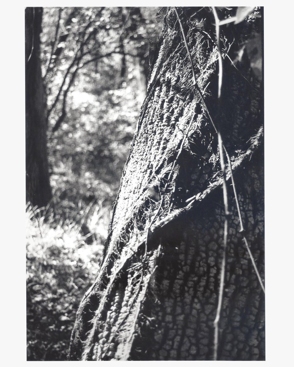 headempty228's tweet photo. 35 mm print scans because I hauled ass in the darkroom to get these done in two days lol https://t.co/LVvz1wGO2l