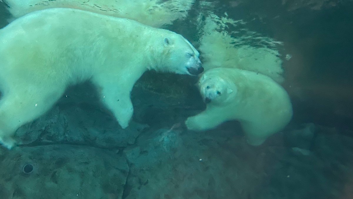 summitwhite333's tweet photo. Best place to have a company Christmas party! @assiniboinezoo @assiniboinepark #polarbears #curiousbear https://t.co/57UcpdBQSS