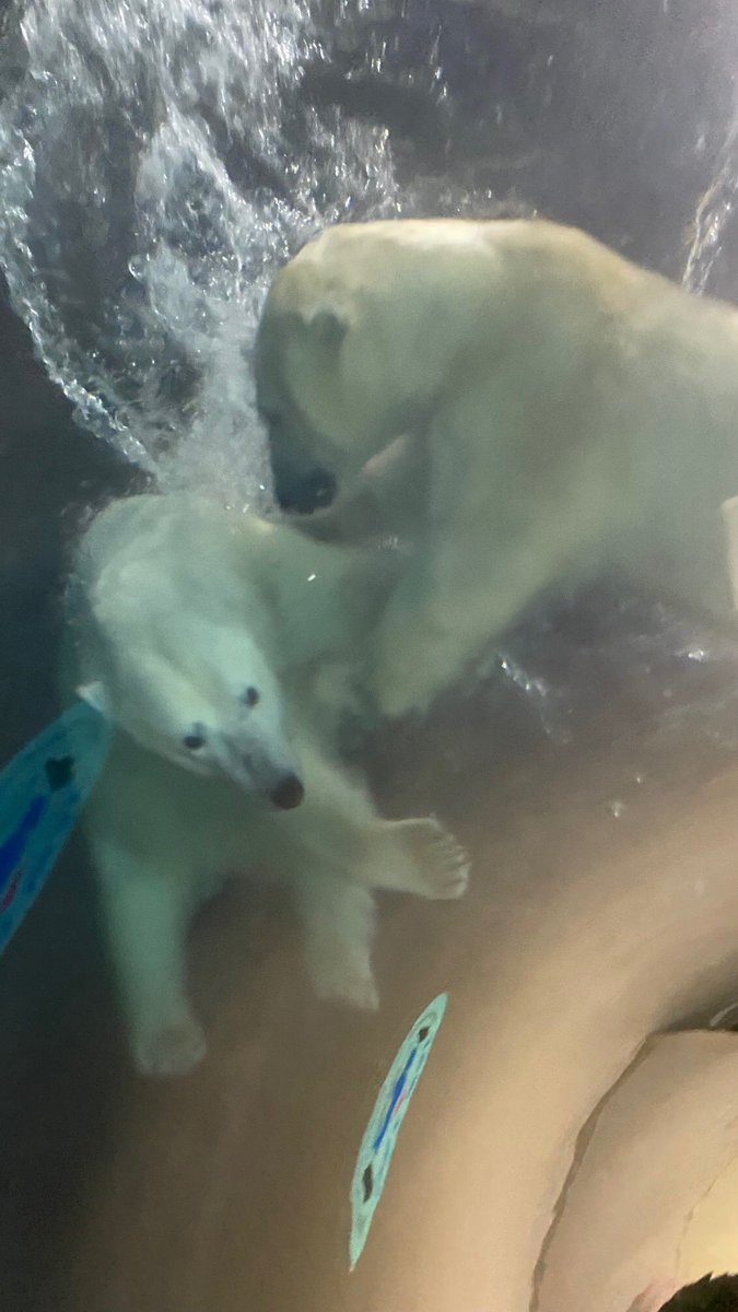 summitwhite333's tweet photo. Best place to have a company Christmas party! @assiniboinezoo @assiniboinepark #polarbears #curiousbear https://t.co/57UcpdBQSS