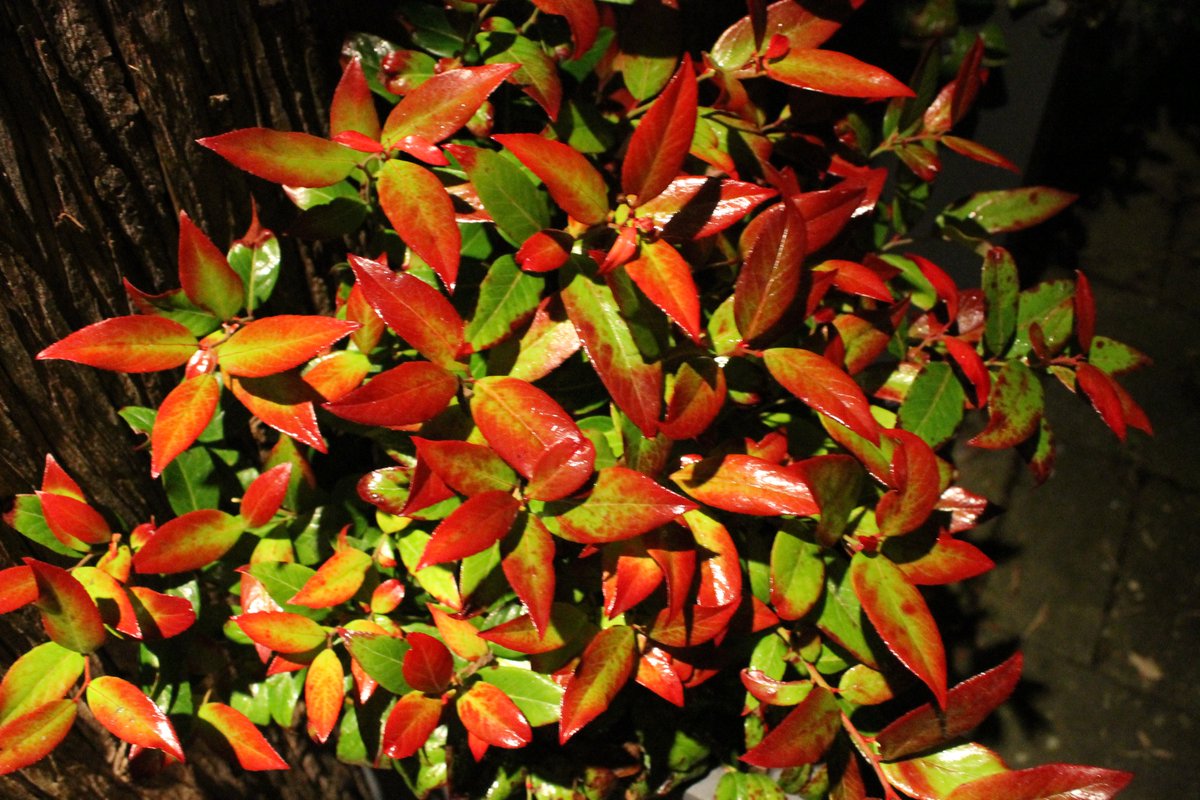 JiscaDijk's tweet photo. #mijnkleinetuin #mijntuin #druifheide
#Leucothoe 'Zeblid' is een bladhoudend en laagblijvend struikje met dikke groene en nu rood wordende bladeren.
Prachtig onder de buitenverlichting 😊 https://t.co/EMVcSy0srA