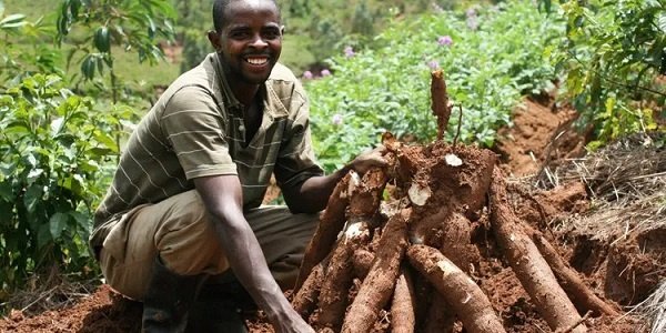 AfricanGrowers's tweet photo. Ghana got over $3.4 million from export of cassava in 2019. Read https://t.co/1mQWLhoprm. What about your company?
Tag a friend. #cassava #farmers #farming #food #staple #africa #agroglobal #agroplug #agro #agroexport #youthinag #TAGsFarm https://t.co/tEyqsNZVm6