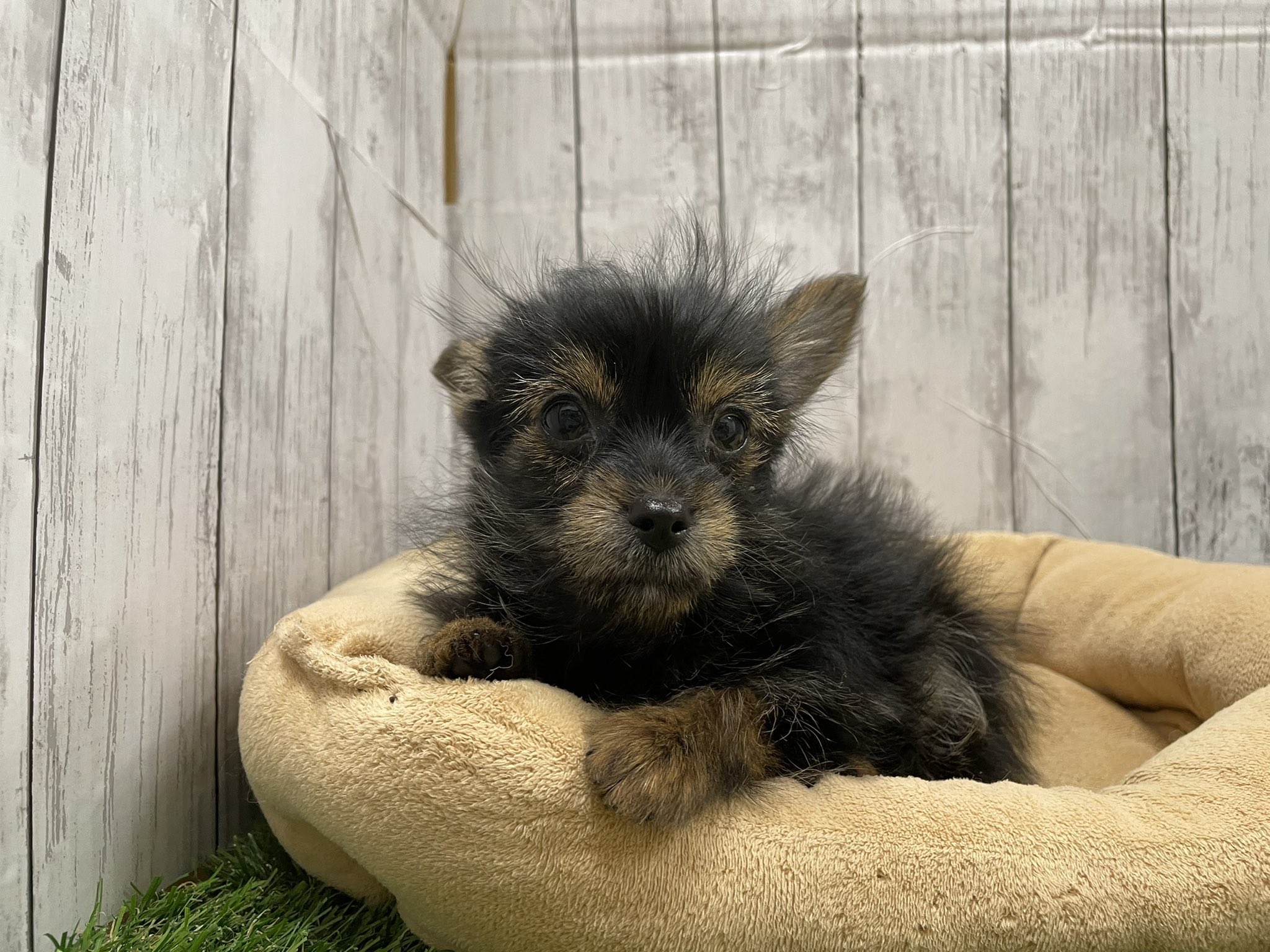 تويتر ファミリーズ 守谷店 على تويتر 先日デビューしたワンちゃん達をご紹介したいと思います まず1頭目はヨークシャーテリア チワワのミックス犬の女の子です 人懐っこい子です ペットショップファミリーズ 子犬 ミックス犬 チワワ ヨークシャーテリア