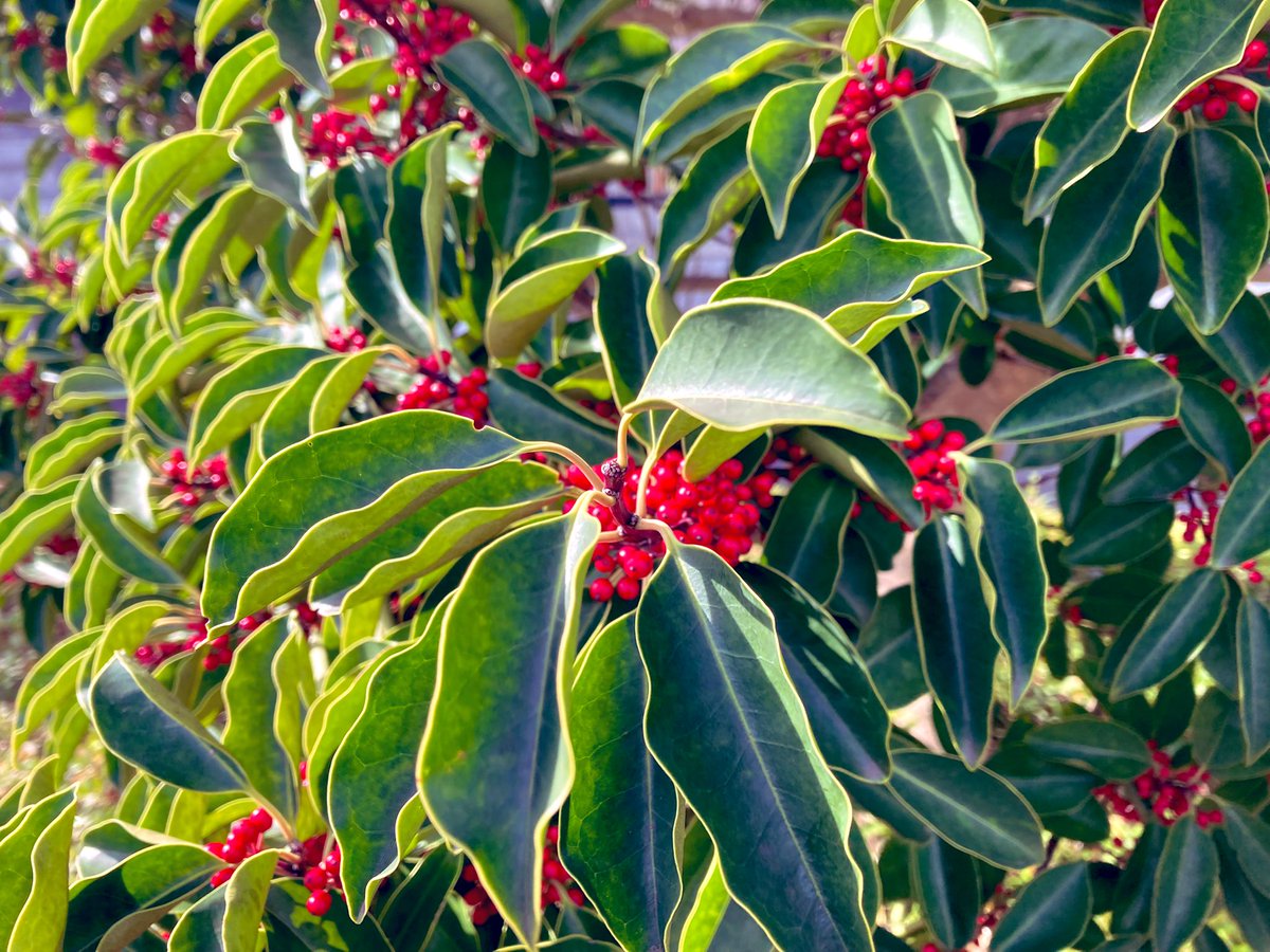 皆さん、こんにちは。
12月12日、日曜日です。
ゆっくり休んで、また明日から
頑張りましょうね。