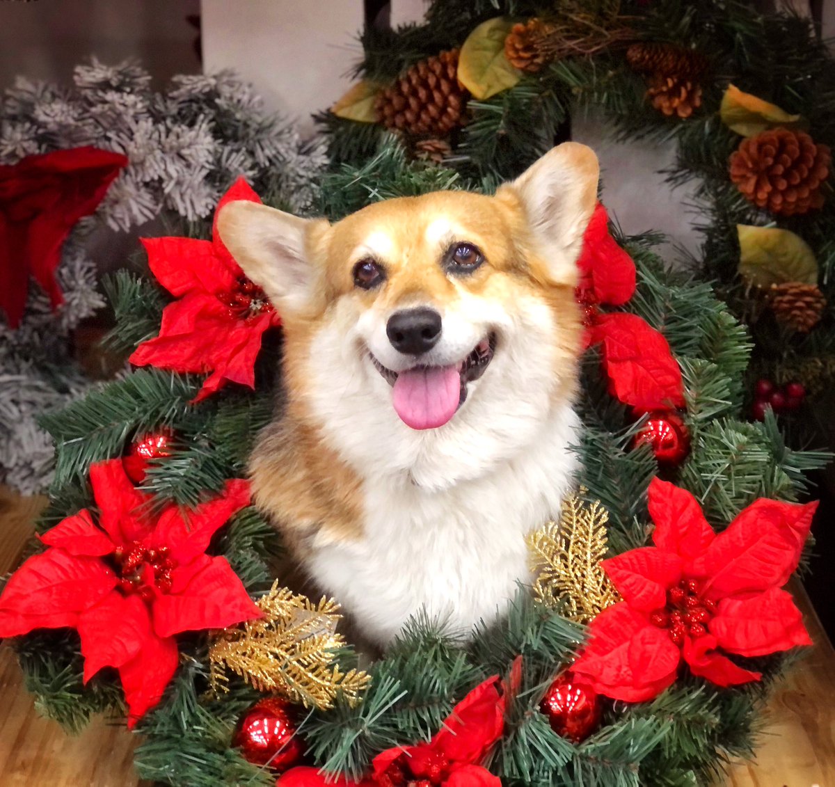 corgi_zero's tweet photo. A little holiday round-up…
#TisTheSeason #TimeToGetLit https://t.co/0S3rP6P3VL