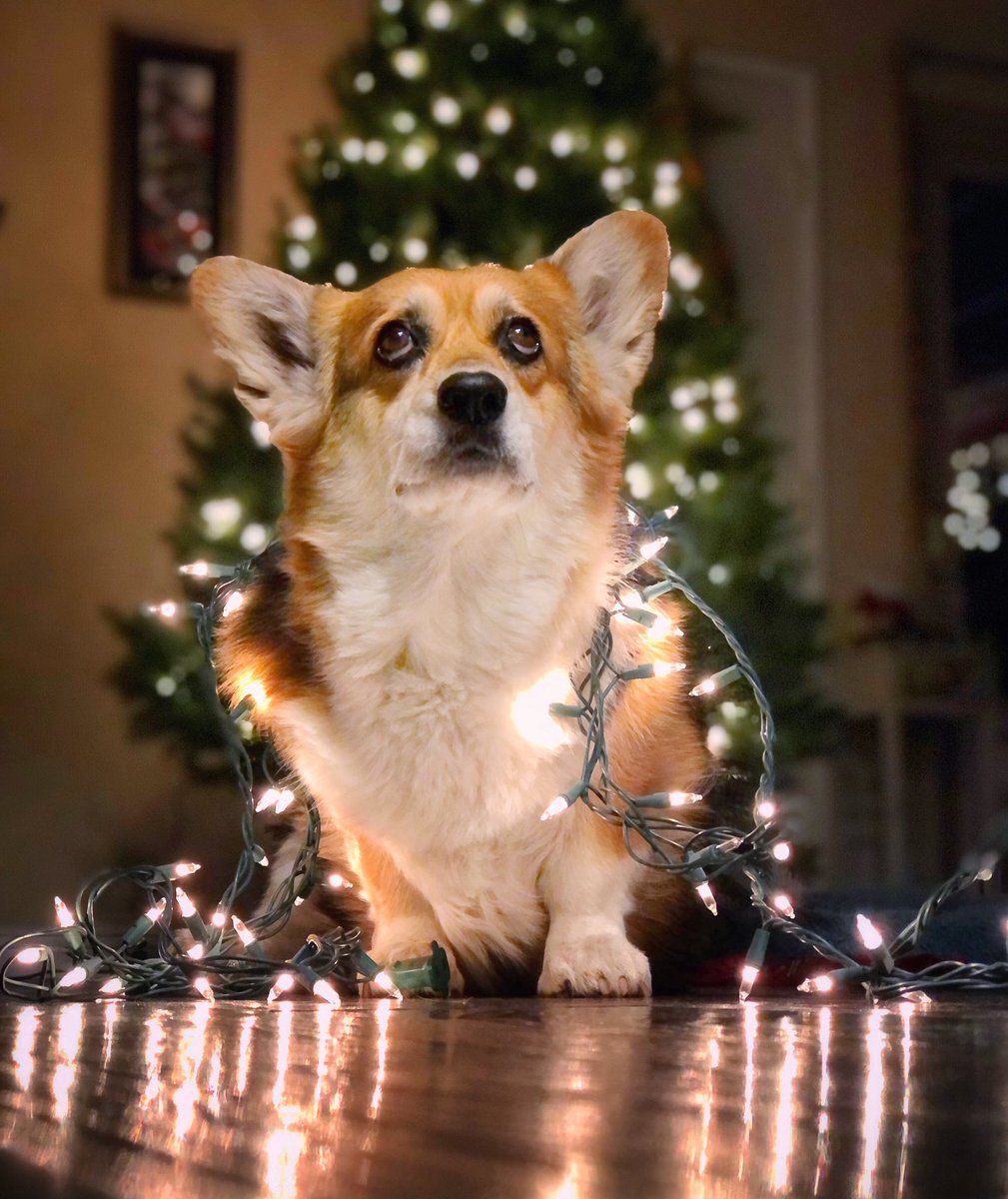 corgi_zero's tweet photo. A little holiday round-up…
#TisTheSeason #TimeToGetLit https://t.co/0S3rP6P3VL